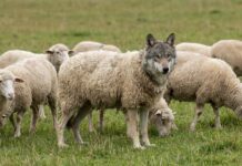No consulta cu e bruhonan bisti den cuero di carne