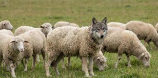 No consulta cu e bruhonan bisti den cuero di carne