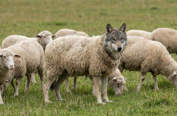 No consulta cu e bruhonan bisti den cuero di carneÂ
