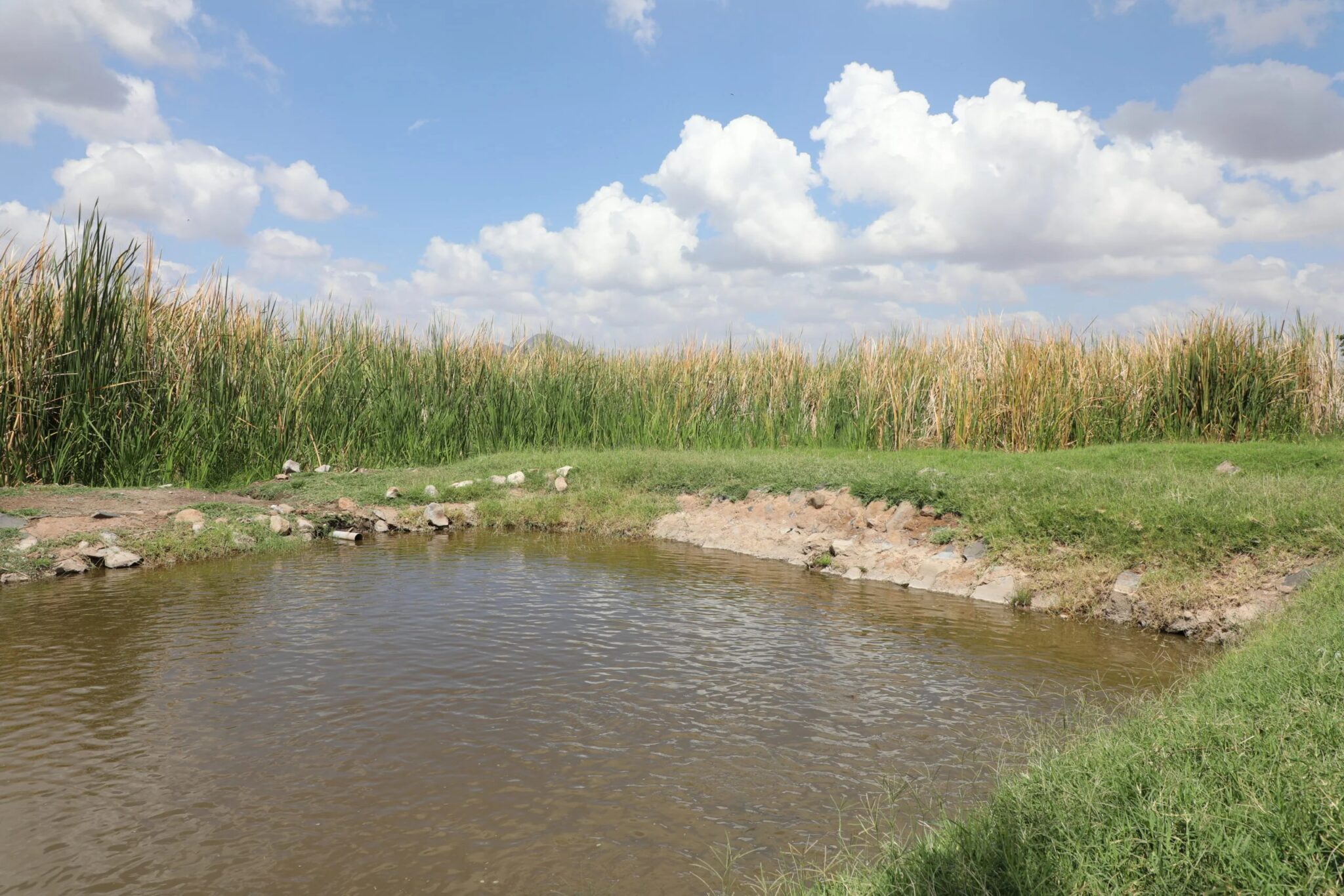 Aruba ta celebra Dia Mundial di Wetlands: Protehando nos herencia y ...