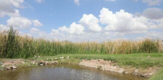 Aruba ta celebra Dia Mundial di Wetlands: Protehando nos herencia y naturalesa