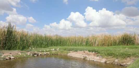 Aruba ta celebra Dia Mundial di Wetlands: Protehando nos herencia y naturalesa