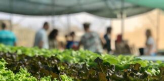 UFA ta reafirma: agricultura local ta un pilar pa resiliencia di Aruba