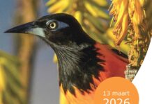 Eficiencia a costo di transparencia, ta mina responsabilisacion y bon gobernacion