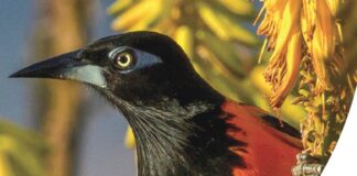 Eficiencia a costo di transparencia, ta mina responsabilisacion y bon gobernacion