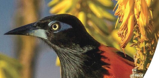 Eficiencia a costo di transparencia, ta mina responsabilisacion y bon gobernacion