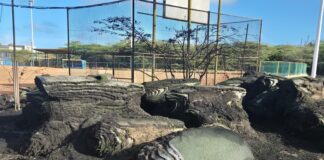 Centro di Bario Noord ta victima di un racha di vandalismo: “Nos mester protehe e lugar unda nos muchanan di Noord ta crece y desaroya”