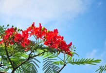 Man na obra cu tres prioridad pa e parti Caribense di e Reino