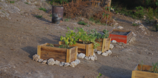 Prome Minister Mike Eman ta aplaudi inciativa di Lago Heights Community Garden: Un hardin, un comunidad, un vision comparti