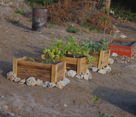 Prome Minister Mike Eman ta aplaudi inciativa di Lago Heights Community Garden: Un hardin, un comunidad, un vision comparti