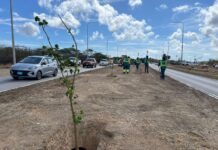 Prome Minister ta invita comunidad pa uni na e ceremonia di reforestacion Dia di Rey na Henny Eman Boulevard