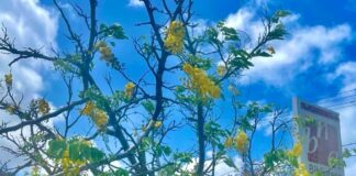 Papiamento den Hofi: Un anochi di cultura y celebracion di nos idiomaĀ