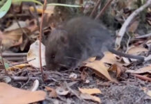 Colilargo: E raton silvestre tras di e brote di virus Andes na Chile y Argentina