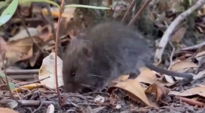 Colilargo: E raton silvestre tras di e brote di virus Andes na Chile y Argentina