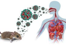 Ultimo desaroyonan rond di Hantavirus: Kico nos sa te awor