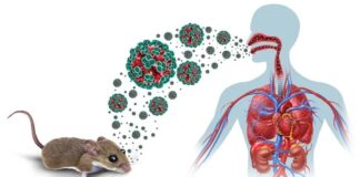 Ultimo desaroyonan rond di Hantavirus: Kico nos sa te awor