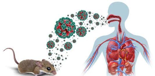 Ultimo desaroyonan rond di Hantavirus: Kico nos sa te awor
