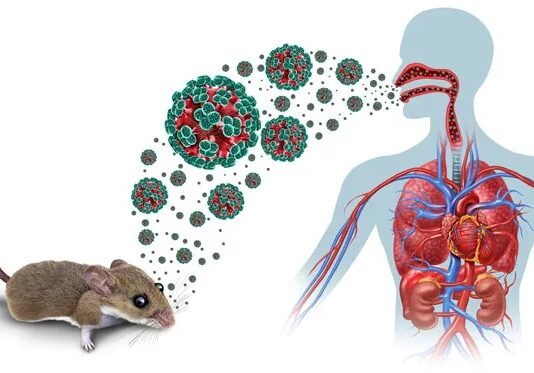 Ultimo desaroyonan rond di Hantavirus: Kico nos sa te awor
