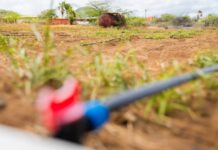 Na Rooi Afo y Seroe Preto: Plantacion di patia y produccion di honing local ta aporta na futuro di un Aruba mas resiliente y sostenibel: Accion di Bario ta pone enfasis riba iniciativa di produccion local