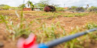 Na Rooi Afo y Seroe Preto: Plantacion di patia y produccion di honing local ta aporta na futuro di un Aruba mas resiliente y sostenibel: Accion di Bario ta pone enfasis riba iniciativa di produccion local