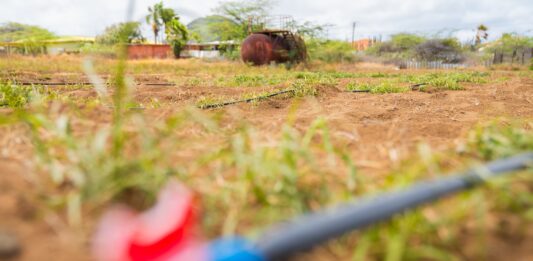 Na Rooi Afo y Seroe Preto: Plantacion di patia y produccion di honing local ta aporta na futuro di un Aruba mas resiliente y sostenibel: Accion di Bario ta pone enfasis riba iniciativa di produccion local