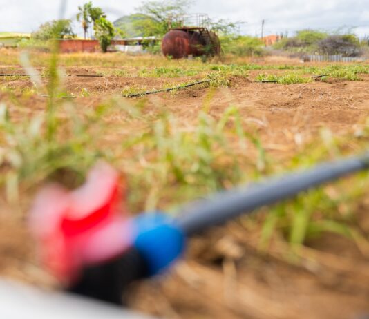 Na Rooi Afo y Seroe Preto: Plantacion di patia y produccion di honing local ta aporta na futuro di un Aruba mas resiliente y sostenibel: Accion di Bario ta pone enfasis riba iniciativa di produccion local