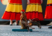 For di pabou te pariba di Playa: Celebracion di Dera Gay a yega cerca di e habitantenan den bario di Bushiri y Dakota: Tradicion di San Juan a yega directamente den bario cu hopi entusiasmo y participacion