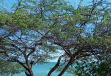 BRIYA ARUBA, BRIYA