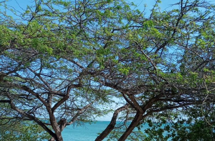 BRIYA ARUBA, BRIYA
