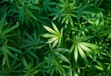 Castigo combina pa Homber haya cu plantacion di 145 mata di marihuana