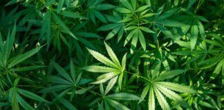Castigo combina pa Homber haya cu plantacion di 145 mata di marihuana
