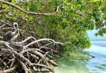 Dia Internacional di Conservacion di Mata di Mangel: Aruba su status di UNESCO ‘Biosphere Reserve’ ta reforsa conservacion matanan di mangel.