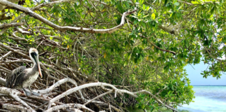 Dia Internacional di Conservacion di Mata di Mangel: Aruba su status di UNESCO ‘Biosphere Reserve’ ta reforsa conservacion matanan di mangel.