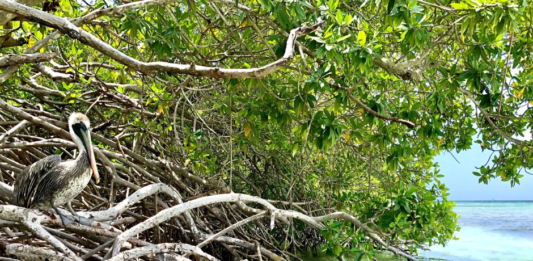 Dia Internacional di Conservacion di Mata di Mangel: Aruba su status di UNESCO ‘Biosphere Reserve’ ta reforsa conservacion matanan di mangel.