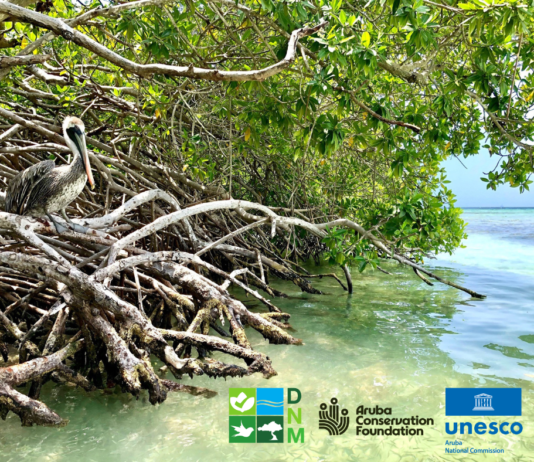 Dia Internacional di Conservacion di Mata di Mangel: Aruba su status di UNESCO ‘Biosphere Reserve’ ta reforsa conservacion matanan di mangel.