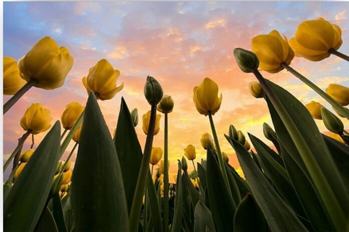 tulipan