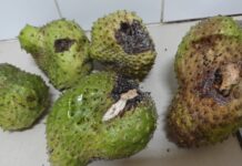 Reaccion di Sorsaca ariba Musca di Fruta