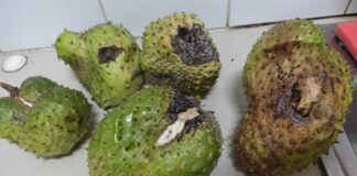 Reaccion di Sorsaca ariba Musca di Fruta