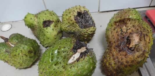 Reaccion di Sorsaca ariba Musca di Fruta