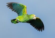 ACF ta Anuncia Nacemento di Cuater Lora Nobo den Programa di Conservacion pa Fortalece e Poblacion na Aruba den Colaboracion cu Avifauna