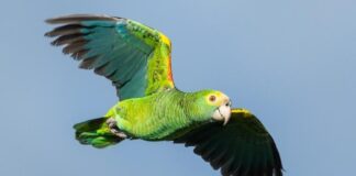 ACF ta Anuncia Nacemento di Cuater Lora Nobo den Programa di Conservacion pa Fortalece e Poblacion na Aruba den Colaboracion cu Avifauna