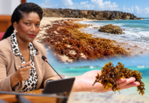 Parlamentario Otami Thomasia di AVP: “Caribe mester pasa di reaccion pa preparacion contra sargassum”