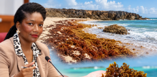 Parlamentario Otami Thomasia di AVP: “Caribe mester pasa di reaccion pa preparacion contra sargassum”