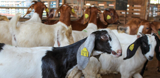 Minister Geoffrey Wever ta cumpra carne, cabrito y porco nobo pa diversifica e seleccion di cria di bestia di Sector Primario