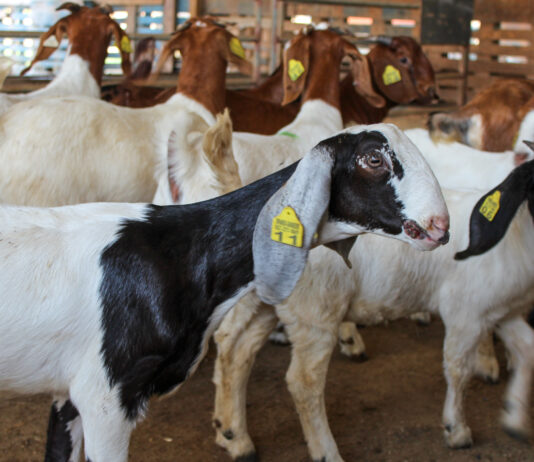 Minister Geoffrey Wever ta cumpra carne, cabrito y porco nobo pa diversifica e seleccion di cria di bestia di Sector Primario