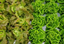 Innova Awe Alimenta Mayan: Dia di Alimentacion 2026