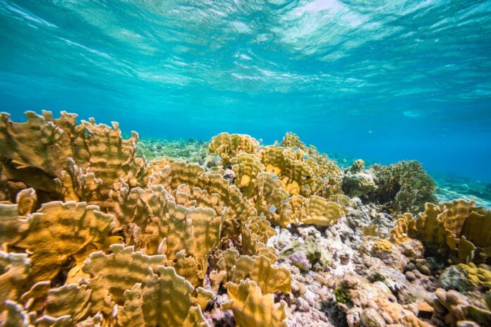 Aruba30x30_Relato20261028 (1)