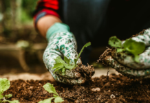 Centro di Bario Noord, Dia Mundial Di Agricultura y Alimentacion 2026: Hunto pa un futuro mas sigur y saludabelÂ