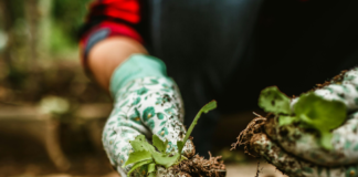 Centro di Bario Noord, Dia Mundial Di Agricultura y Alimentacion 2026: Hunto pa un futuro mas sigur y saludabel