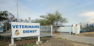 Recordatorio orario di servicio di Abattoir (Veterinaire Dienst) pa temporada druk di November y December 2026